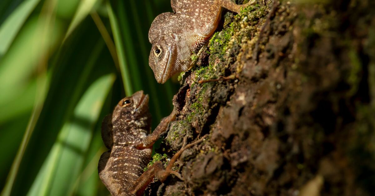 Evolución presenciada en tiempo real cuando especies de lagartos chocan