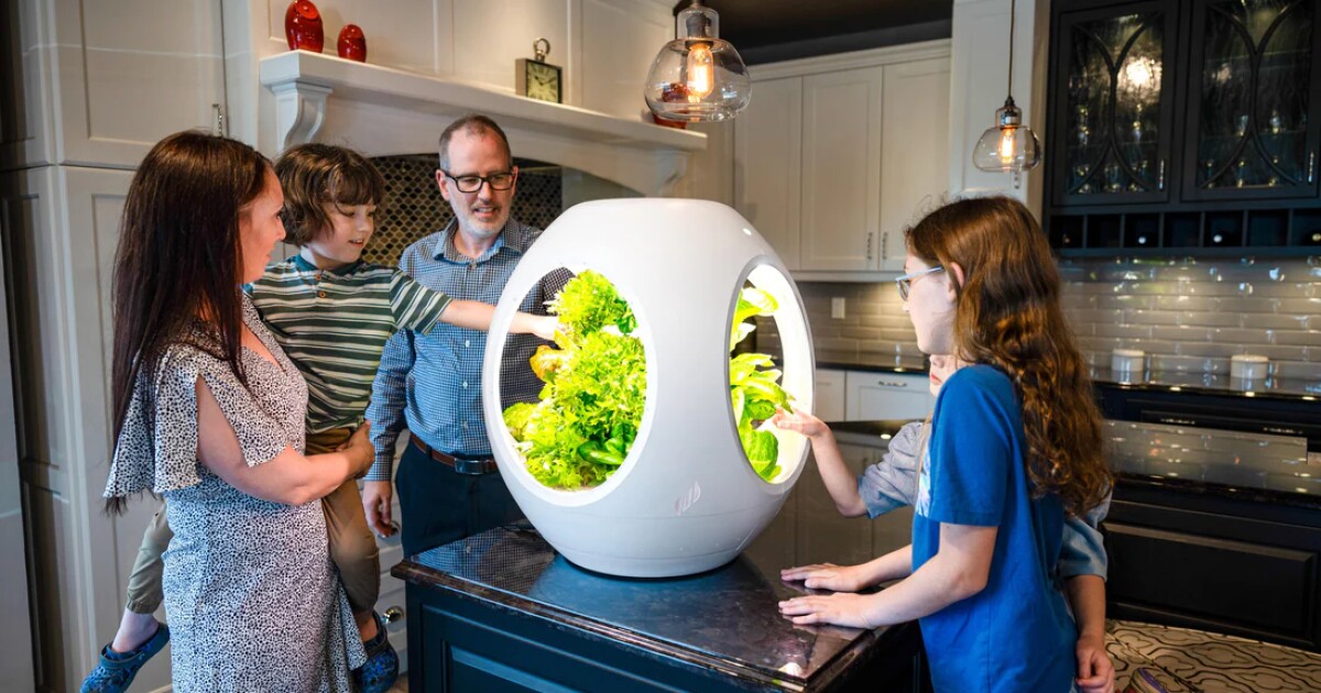 Un minihuerto automatizado utiliza una niebla nutritiva para cultivar verduras en el interior