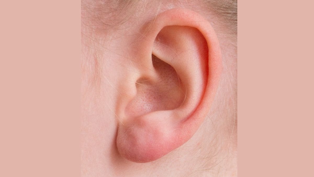 Los músculos del oído se flexionan para ayudar a centrarse en los sonidos, el estudio revela un enlace evolutivo