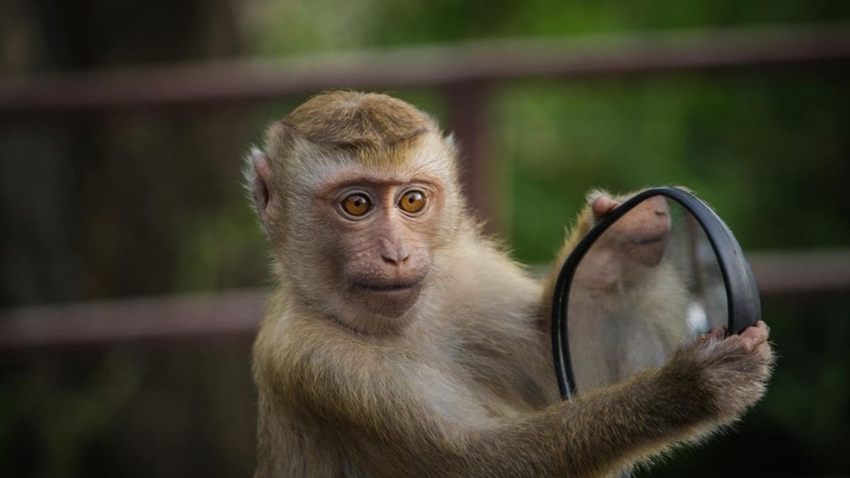 Prueba de espejo de fallas de babuinos salvajes, planteando preguntas sobre la autoconciencia animal