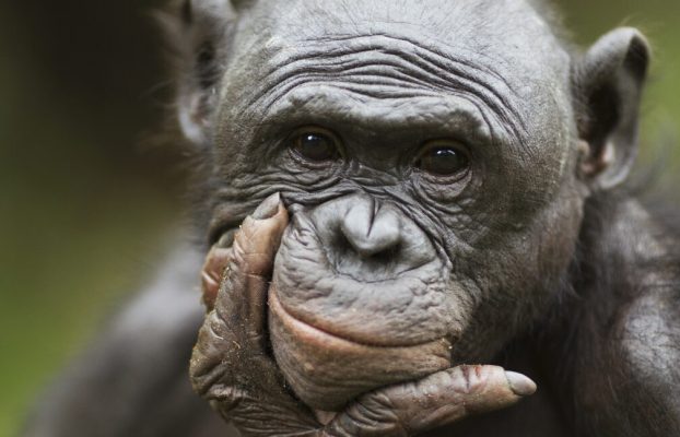 Los bonobos reconocen cuándo los humanos son ignorantes, trate de ayudar