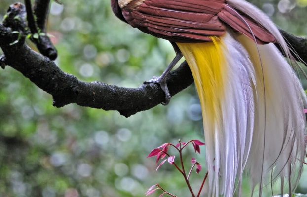 Las aves exóticas llamativas pueden brillar en la oscuridad