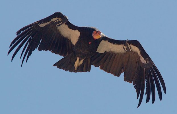 Retorno del condor de California