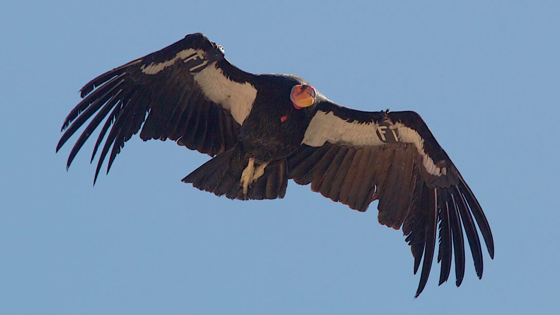 Retorno del condor de California