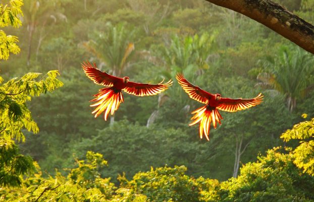 Costa Rica está ahorrando ecosistemas forestales escuchándolos