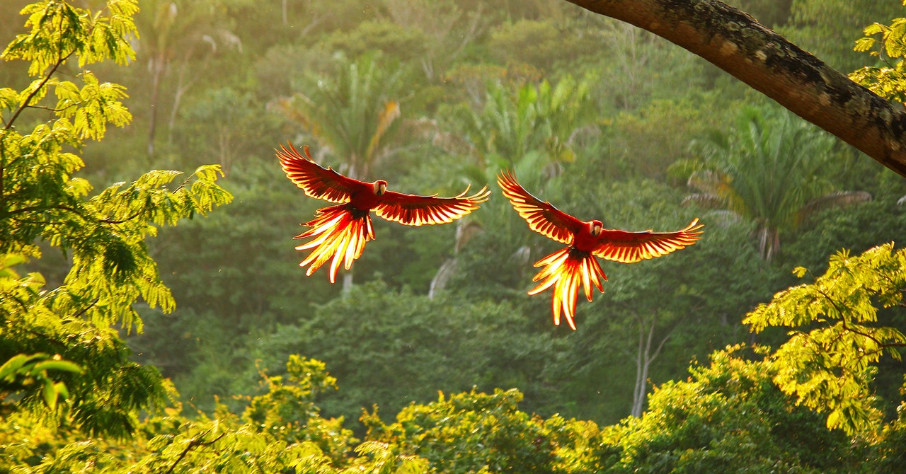 Costa Rica está ahorrando ecosistemas forestales escuchándolos