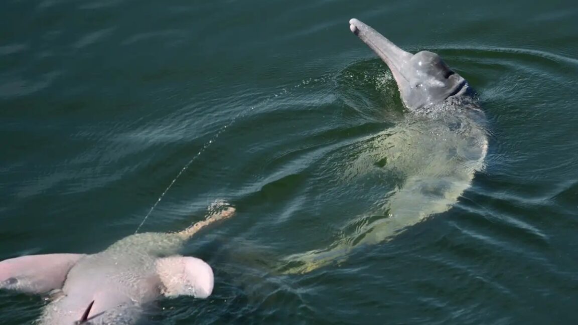 Let Us Spray: River Dolphins lanzan las corrientes de orina en el aire