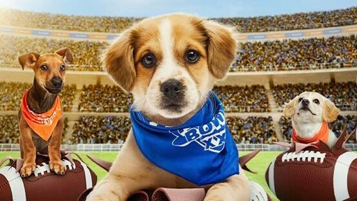 ¿Cuándo es Puppy Bowl 2025? Cómo ver el enfrentamiento súper lindo