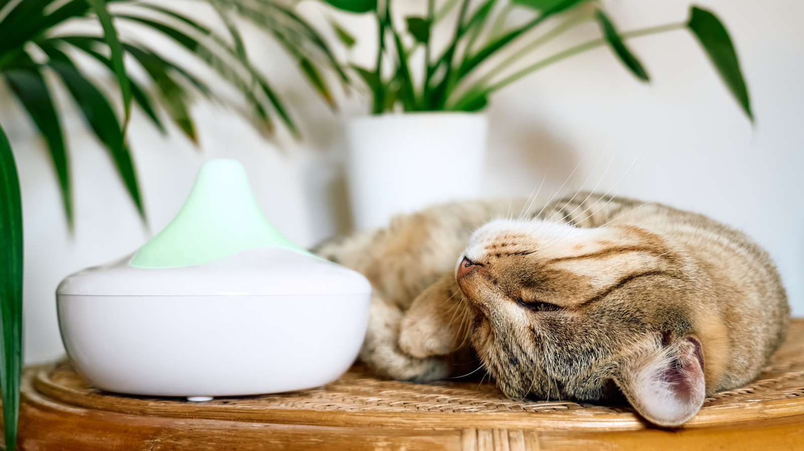 Las principales marcas de humidificadores se clasificaron peor a lo mejor