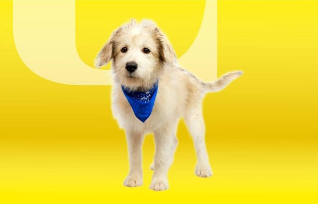 Puppy Bowl 2025: Hora de inicio, cómo transmitir la linda competencia canina