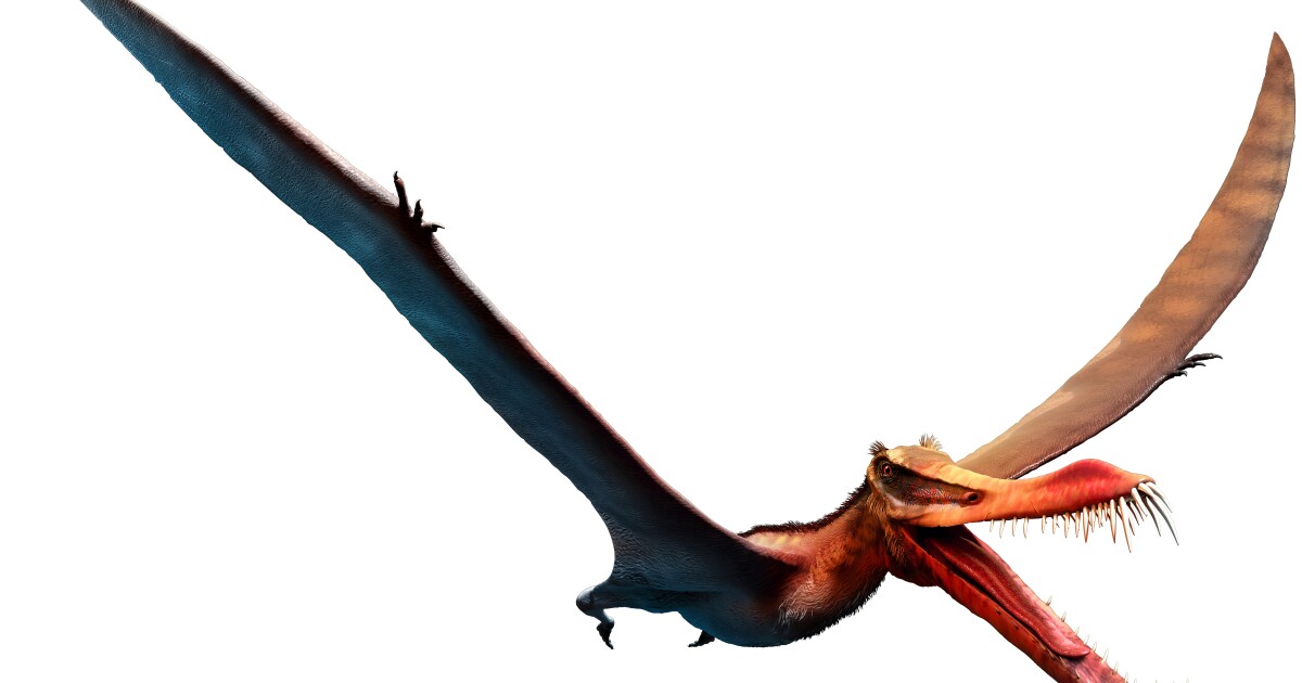 El nuevo análisis de los huesos de pterosaurio puede traernos aviones más ligeros y más fuertes