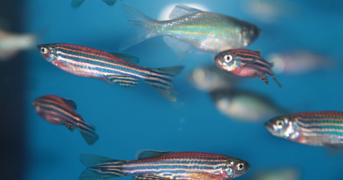Los peces y las moscas modificados podrían sacar la contaminación del medio ambiente