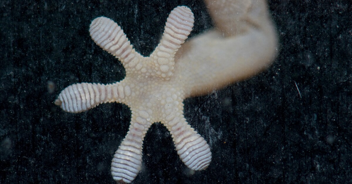 Groovy Gecko Toes puede traernos solas de zapatos a prueba de deslizamiento de hielo