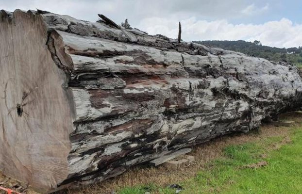 Un árbol antiguo reveló la historia de la reversión del campo magnético de la Tierra