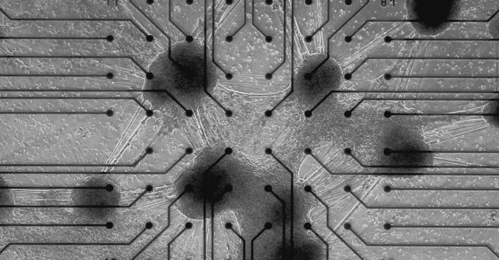 La primera computadora biológica comercial del mundo está aquí, alimentada por células cerebrales humanas