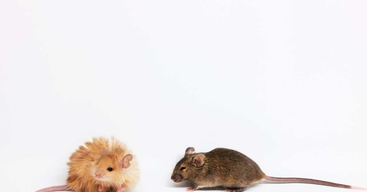 Los científicos acaban de crear un ‘ratón lano’ con pelaje gigantesco