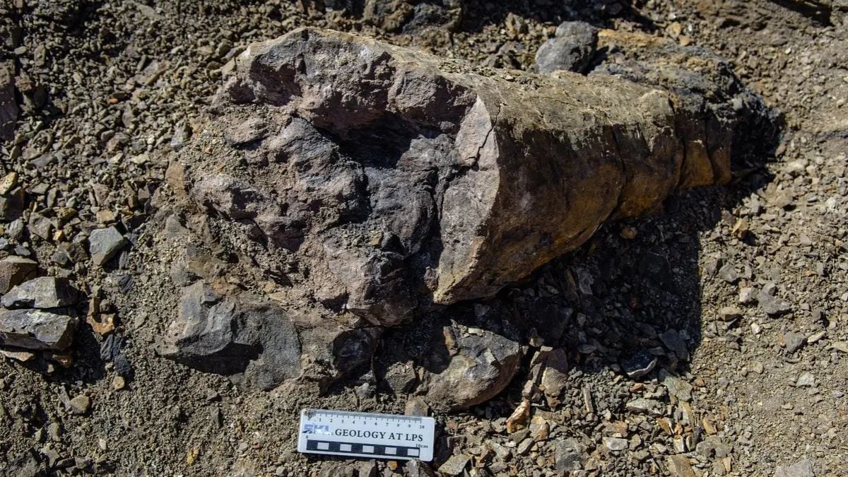 La evidencia fósil muestra que las plantas sobrevivieron a la extinción masiva de los permios del final en China