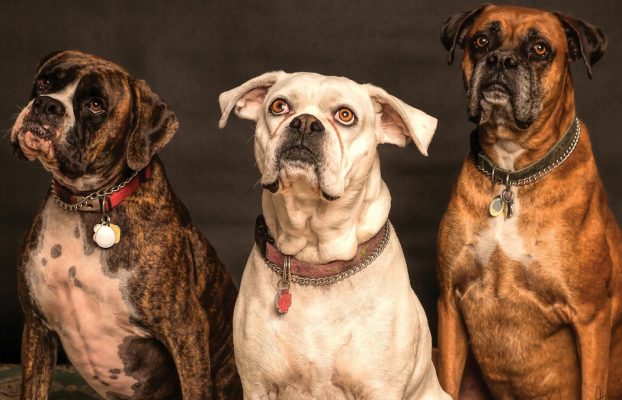 Un nuevo estudio sugiere que los perros pueden haberse domesticado para la comida