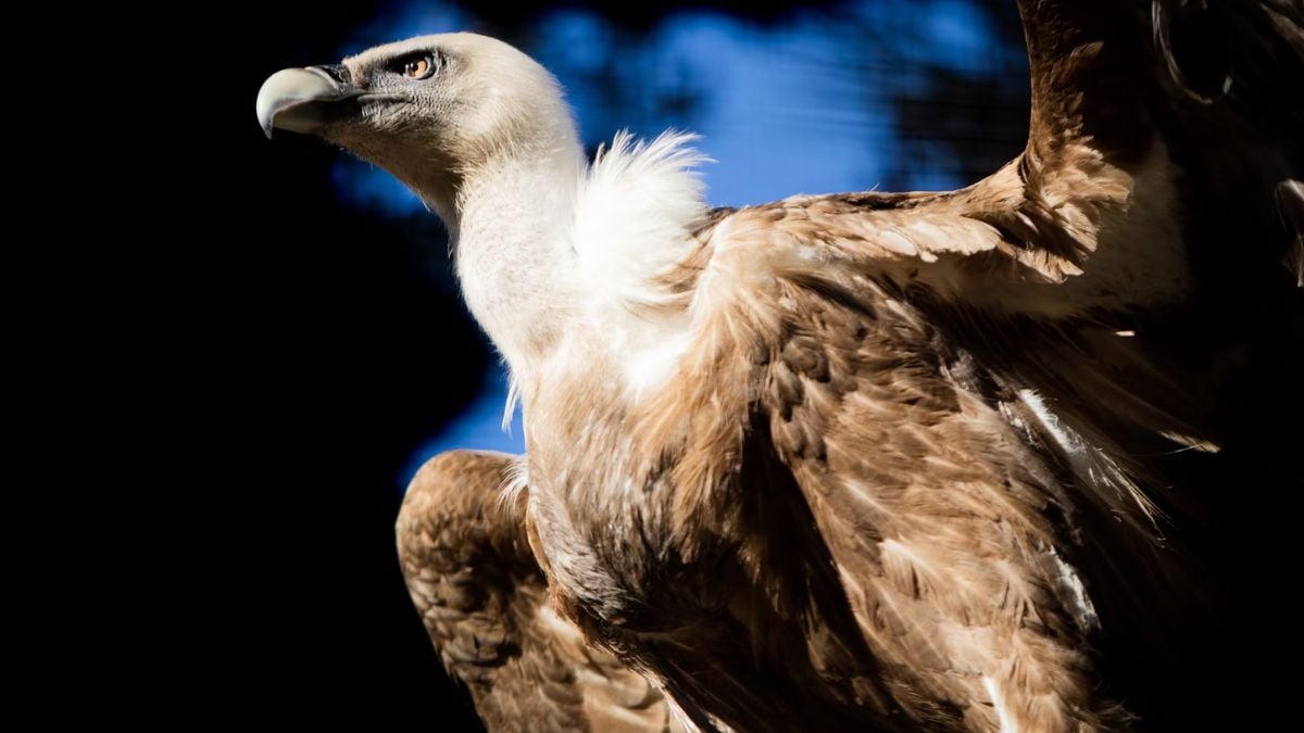 Plumas de buitre de 30,000 años de antigüedad, conservadas de forma única en cenizas volcánicas