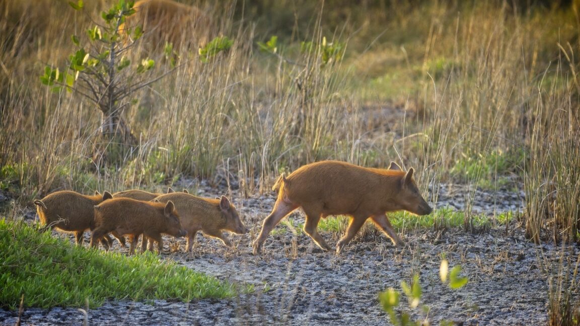 El hombre de Florida come carne de cerdo salvaje, contrata bacterias raras biothreat