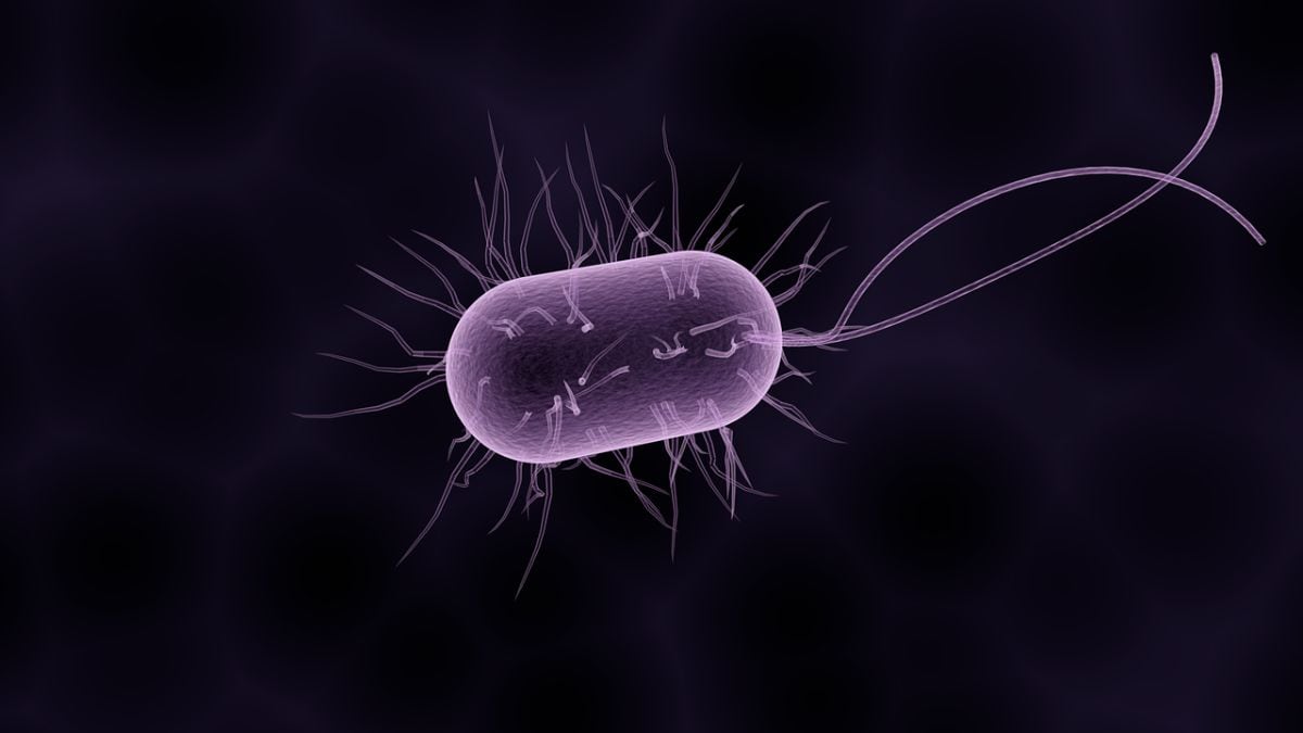 ¿Vida en Marte? Los estudios sugieren que los organismos similares a las bacterias podrían existir