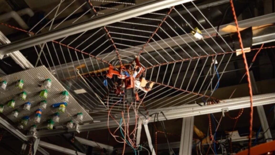 Los experimentos de Spiderbot sugieren «ecolocación» para localizar presas