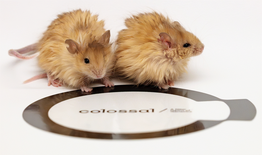 En una búsqueda para revivir el gigantesco lanudo, Colossal Biosciences ha creado un ratón lanoso