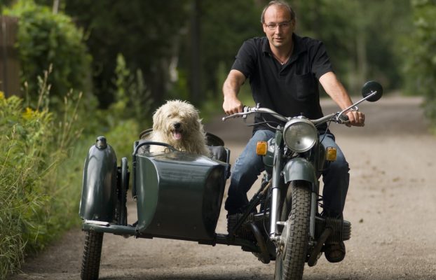 4 Accesorios de motocicletas para viajar con su perro