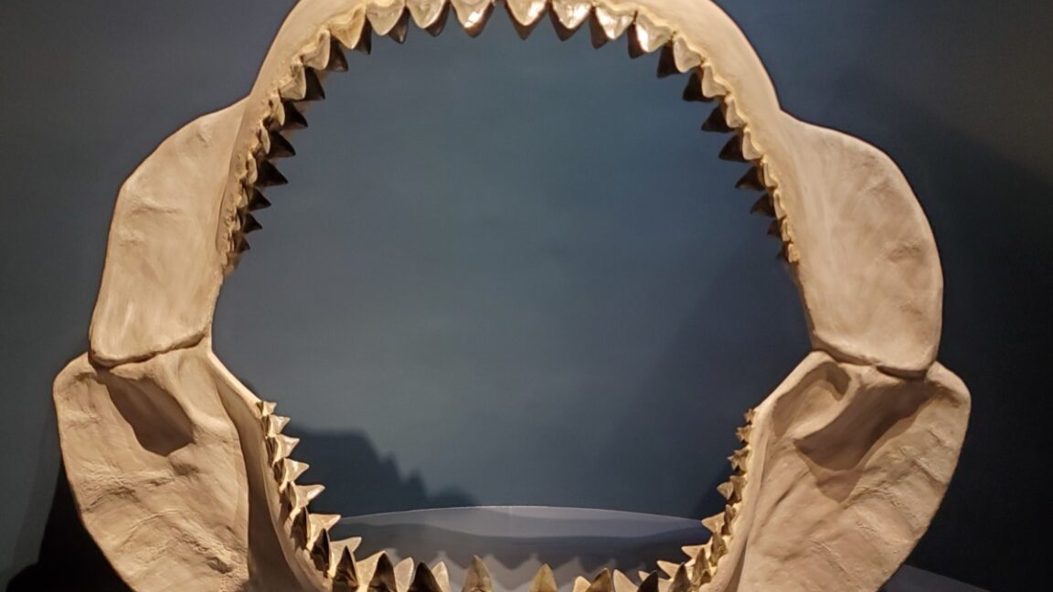 Estudio: la forma del cuerpo de Megalodon estaba más cerca de un tiburón de limón