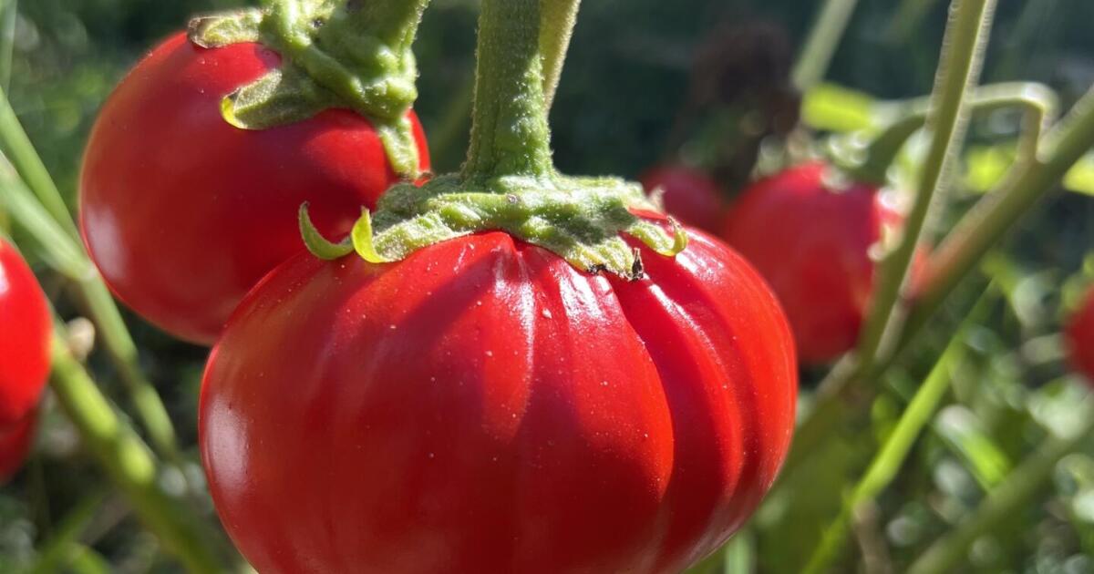 El cambio de genes simple crece tomates y berenjenas mucho más grandes