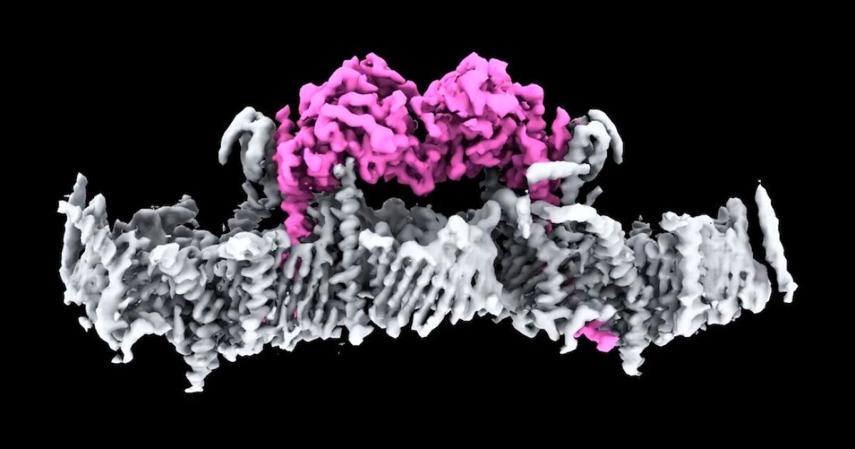 El tratamiento de Parkinson más cerca de proteínas problemáticas por primera vez