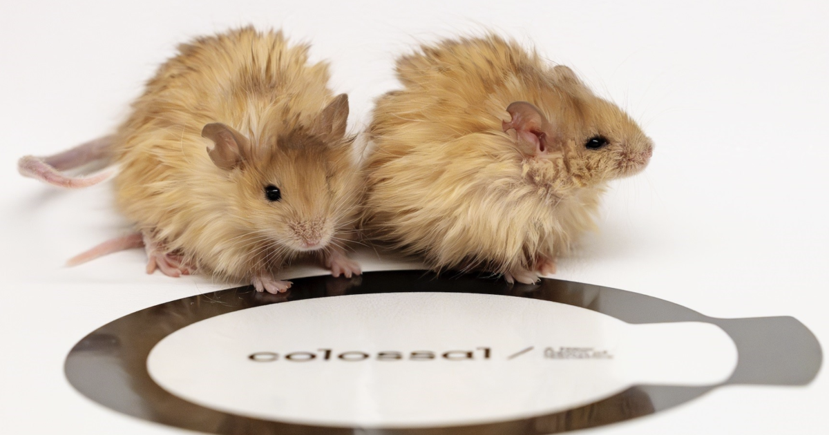 «Woolly Mouse» es un paso salvaje hacia resucitar al gigantesco