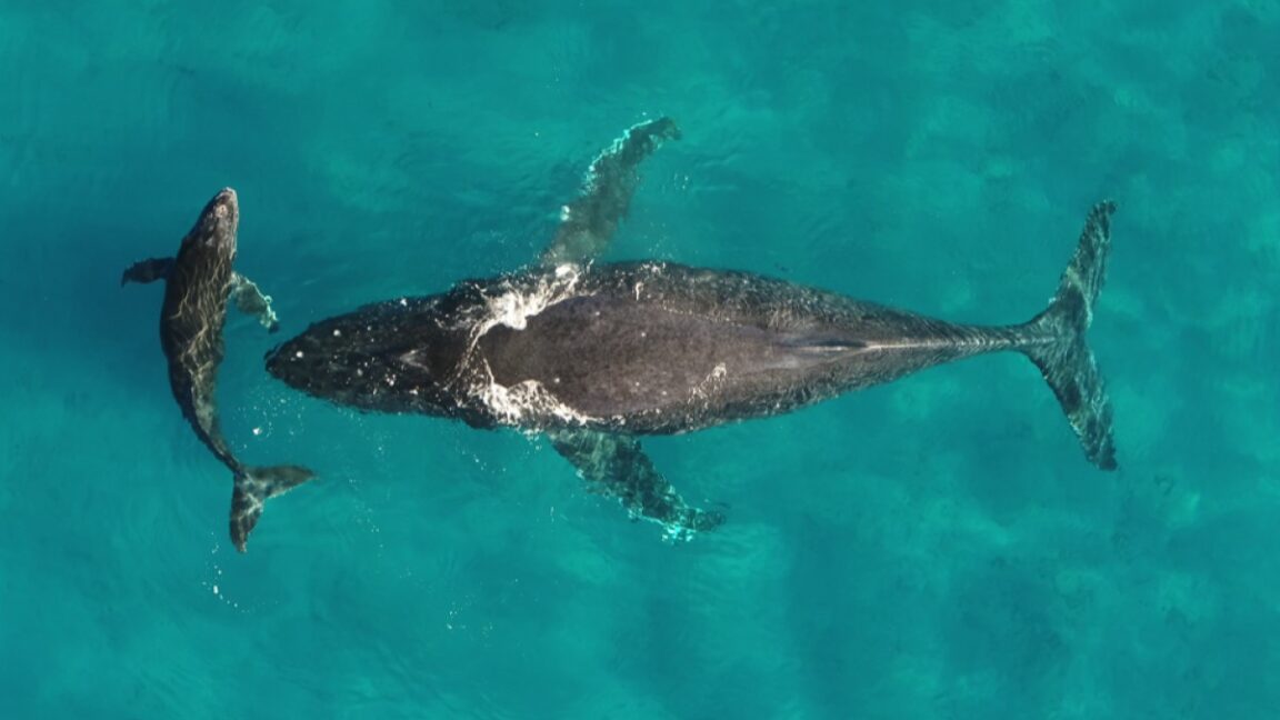 Cómo la orina de la ballena beneficia el ecosistema del océano