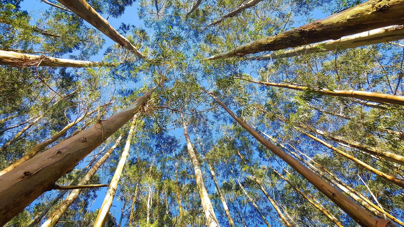 Las granjas Eucalyptus de Apple no detendrán el cambio climático