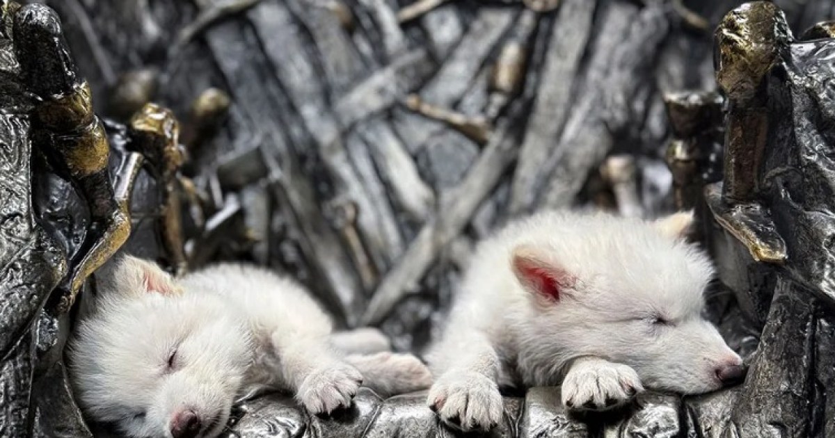 Los lobos de Jon Snow en Game of Thrones vuelven a la vida real