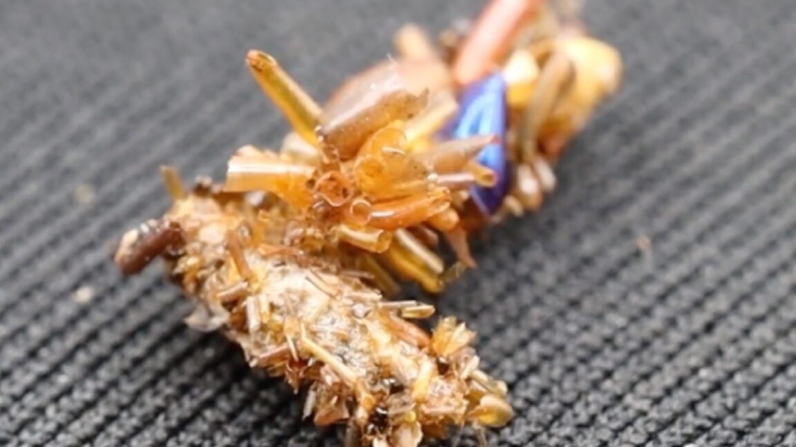 Caterpillar de colección de huesos se adorna en las partes del cuerpo de los insectos