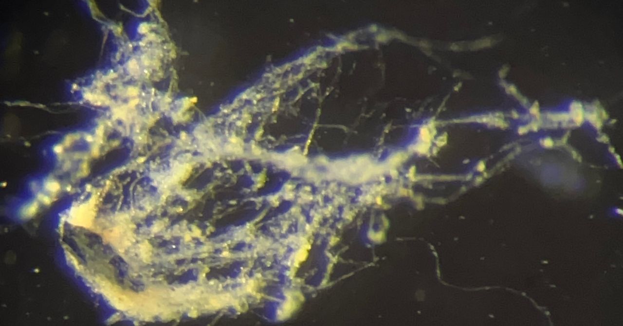 Los científicos acaban de descubrir un nuevo tipo de bacterias que conducen electricidad