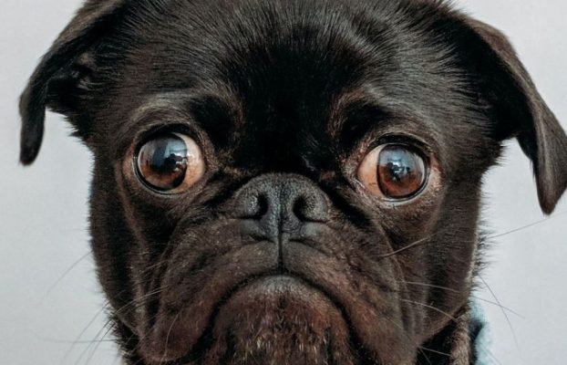 Amazon Pet Day 2025: qué saber de las 48 horas de oferta para tus mascotas
