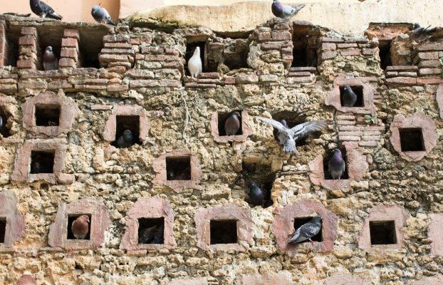 Por qué las palomas en reposo están en el centro de la teoría de la complejidad