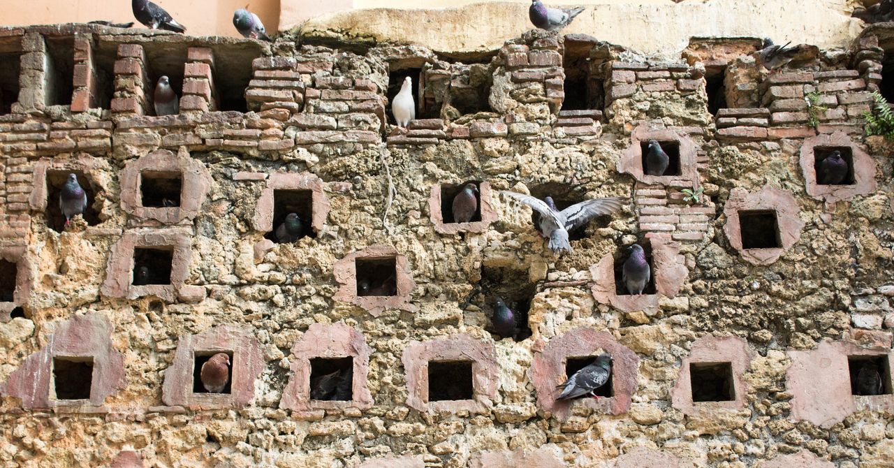 Por qué las palomas en reposo están en el centro de la teoría de la complejidad