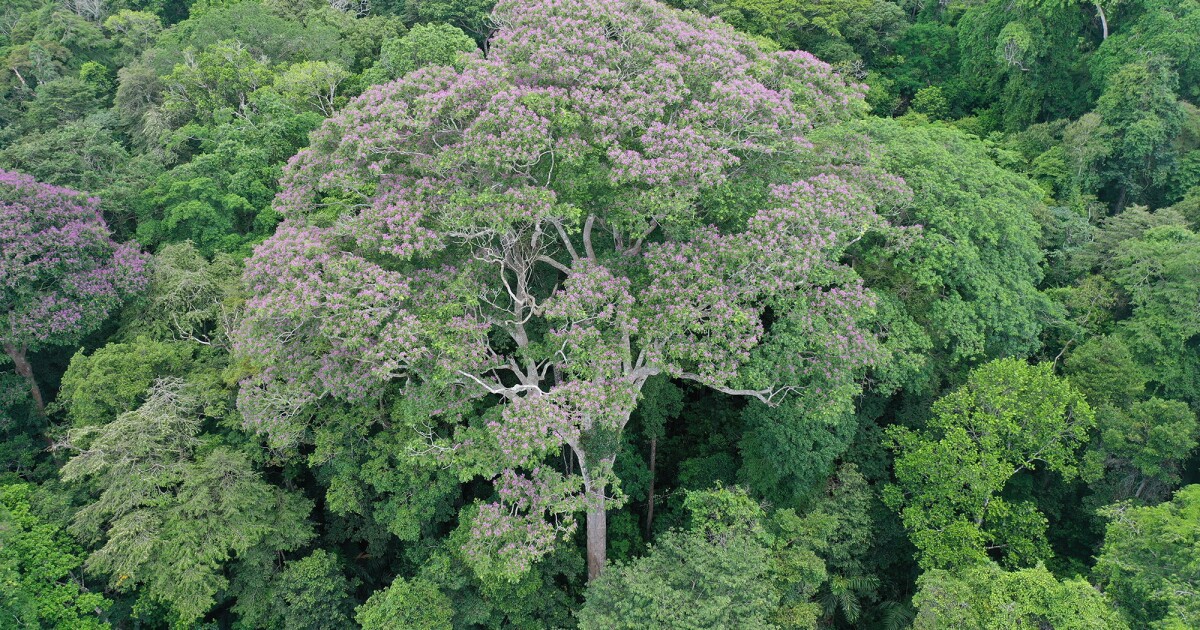 Cómo se beneficia el árbol de Almendro Tropical de los rayos