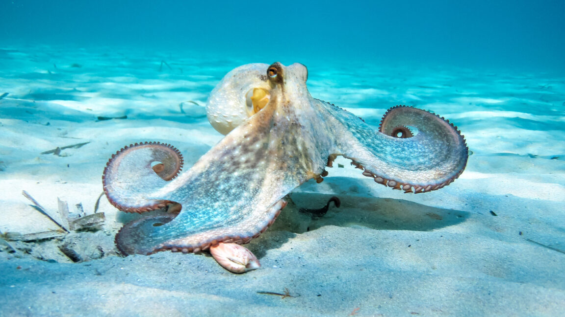 El pulpo de nueve brazos y las rarezas del sistema nervioso del cefalópodo