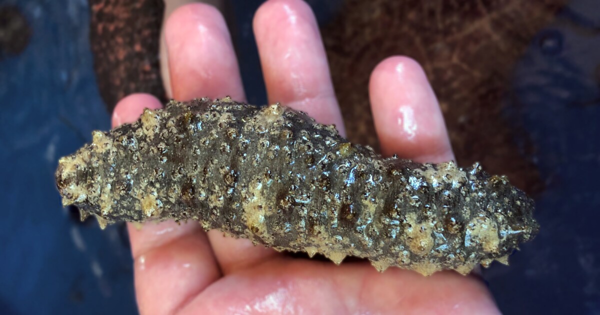 El compuesto de pepino de mar podría ser clave para una nueva terapia contra el cáncer