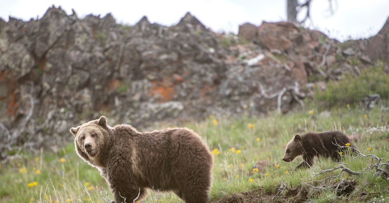 ¿Es hora de dejar de proteger al oso pardo?