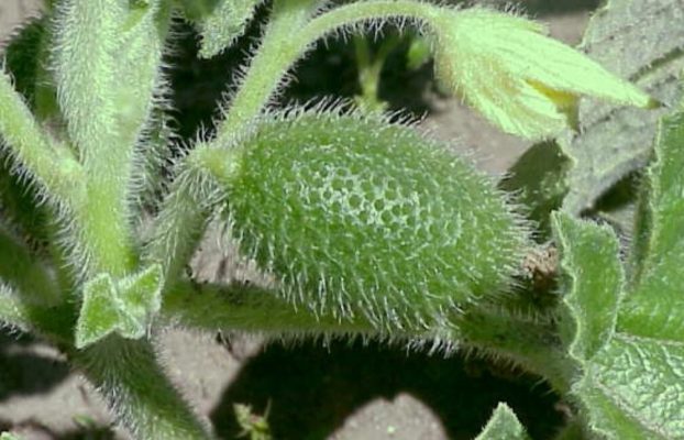 Mira este pepino arrojando sus semillas a velocidades balísticas