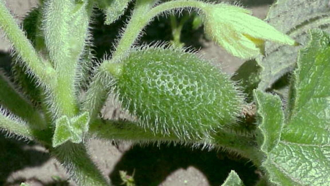 Mira este pepino arrojando sus semillas a velocidades balísticas