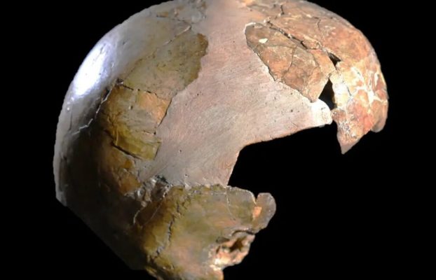 El cráneo antiguo puede haber sido mitad humano, medio niño neandertal