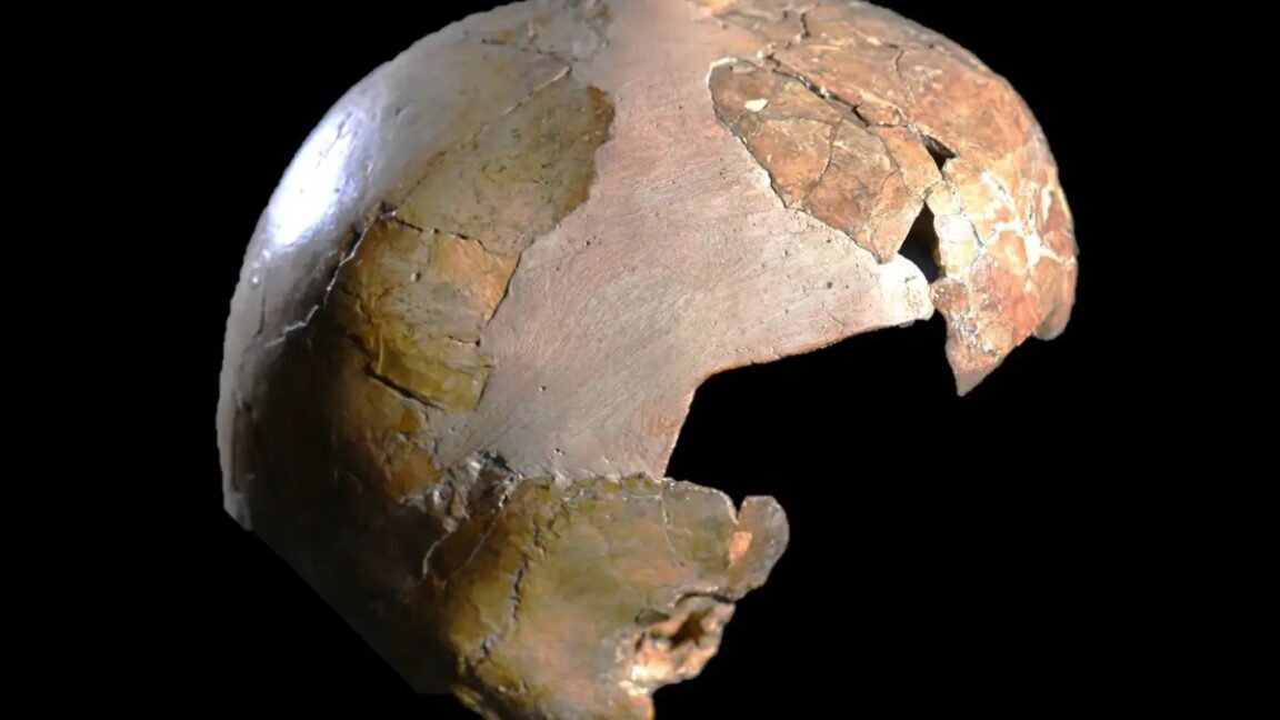 El cráneo antiguo puede haber sido mitad humano, medio niño neandertal